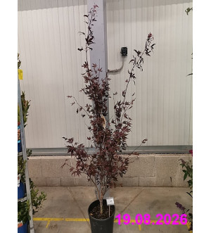 Acer palm. 'Fireglow' C 15 L